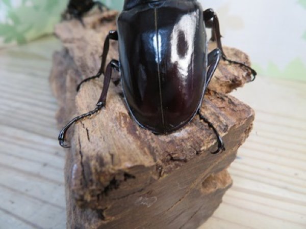 画像3: ☆大型新成虫☆ギラファノコギリクワガタ(亜種ニシカワイ)♂97ミリ♀50ミリペア販売!! (3)