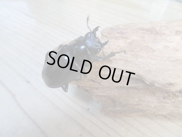 画像4: ☆新成虫☆ギラファノコギリクワガタ(亜種ケイスケ)♂104ミリ♀48ミリペア販売!! (4)