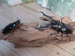 画像5: ☆新成虫☆ギラファノコギリクワガタ(亜種ダイスケ)♂104ミリ♀53ミリペア販売!! (5)