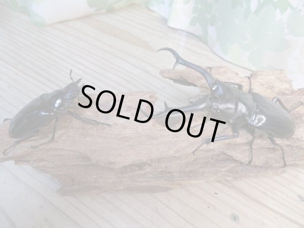 画像5: ☆新成虫☆ギラファノコギリクワガタ(亜種ダイスケ)♂104ミリ♀53ミリペア販売!! (5)