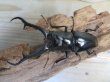 画像2: ☆新成虫☆ギラファノコギリクワガタ(亜種ダイスケ)♂104ミリ♀53ミリペア販売!! (2)