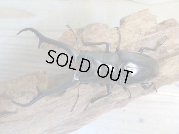 画像2: ☆新成虫☆ギラファノコギリクワガタ(亜種ダイスケ)♂104ミリ♀53ミリペア販売!! (2)