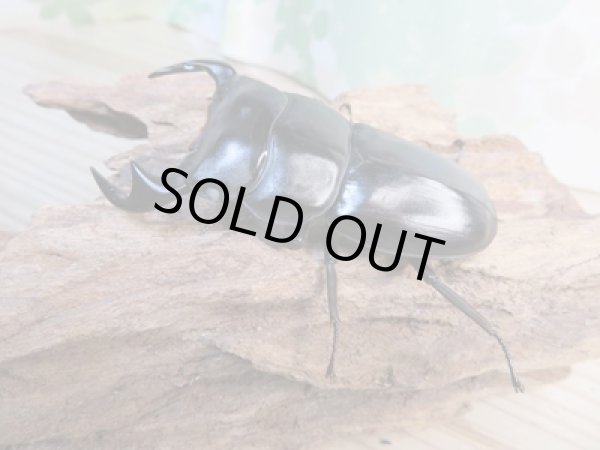 画像1: 新成虫☆ホワイトアイ☆アンタエウスオオクワガタ♂68ミリ♀40ミリペア販売!! (1)