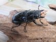 画像4: ☆大型新成虫☆ギラファノコギリクワガタ(亜種ニシカワイ)♂97ミリ♀50ミリペア販売!! (4)