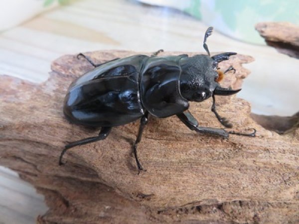 画像4: ☆大型新成虫☆ギラファノコギリクワガタ(亜種ニシカワイ)♂97ミリ♀50ミリペア販売!! (4)