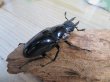画像4: ☆新成虫☆ギラファノコギリクワガタ(亜種ダイスケ)♂104ミリ♀53ミリペア販売!! (4)