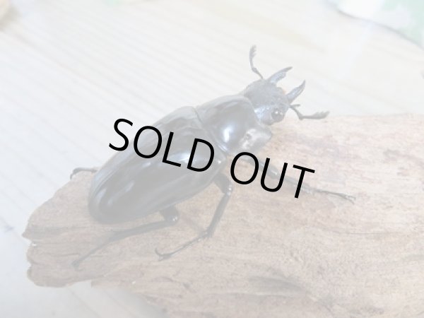 画像4: ☆新成虫☆ギラファノコギリクワガタ(亜種ダイスケ)♂104ミリ♀53ミリペア販売!! (4)