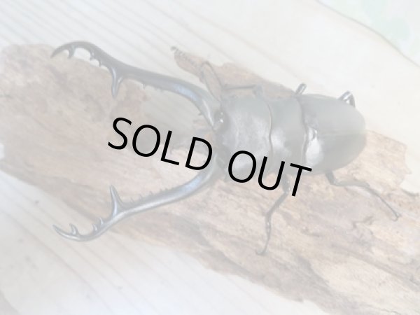 画像2: ☆新成虫☆ギラファノコギリクワガタ(亜種ケイスケ)♂104ミリ♀48ミリペア販売!! (2)