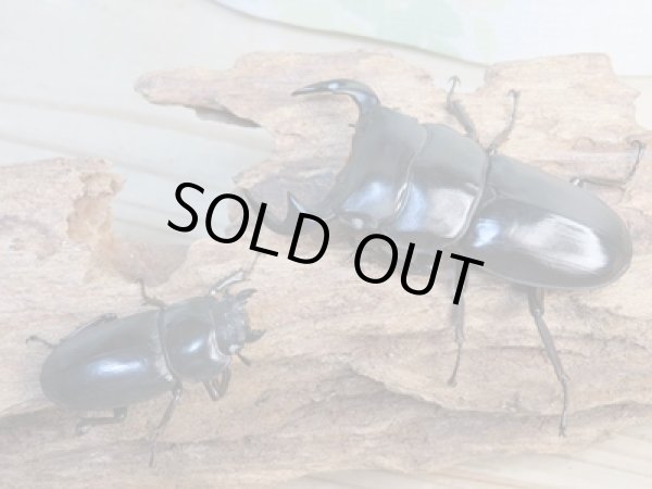 画像5: 新成虫☆ホワイトアイ☆アンタエウスオオクワガタ♂68ミリ♀40ミリペア販売!! (5)