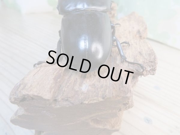 画像3: ☆即ブリ☆アンタエウスオオクワガタ(インドアンテ)♂84ミリ♀48ミリペア販売!! (3)