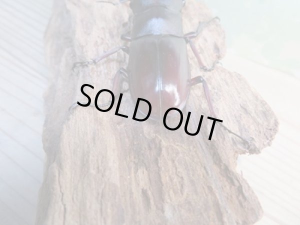 画像3: ☆新成虫☆メルキオリティスフタマタクワガタ♂74ミリ♀フリーサイズペア販売!! (3)