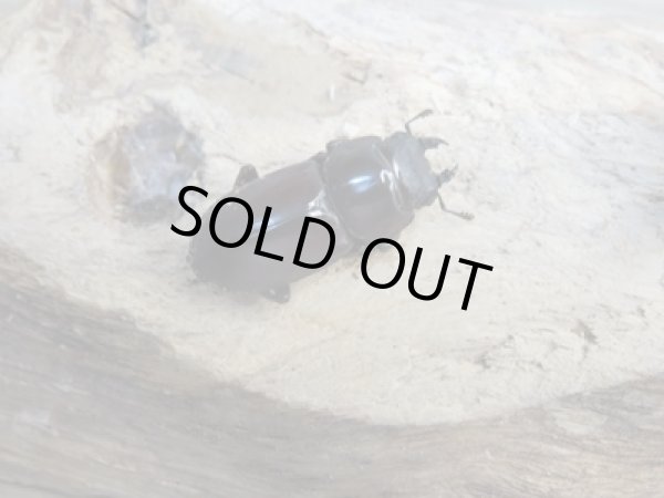 画像4: 新成虫☆WF1☆モンパオオクワ(ドルクスモンパ)♂32ミリ♀25ミリペア販売!! (4)