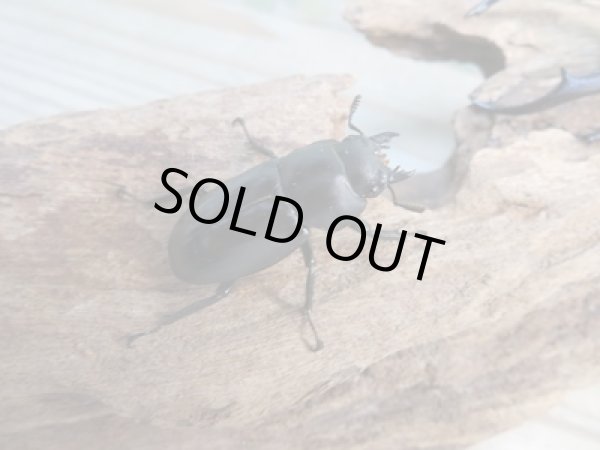 画像4: ☆新成虫☆メルキオリティスフタマタクワガタ♂74ミリ♀フリーサイズペア販売!! (4)