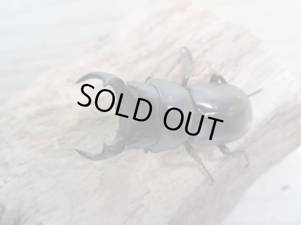 画像2: 新成虫☆WF1☆モンパオオクワ(ドルクスモンパ)♂32ミリ♀25ミリペア販売!! (2)