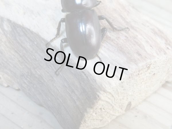 画像3: 新成虫☆WF1☆モンパオオクワ(ドルクスモンパ)♂32ミリ♀25ミリペア販売!! (3)