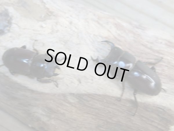 画像5: 新成虫☆WF1☆モンパオオクワ(ドルクスモンパ)♂32ミリ♀25ミリペア販売!! (5)