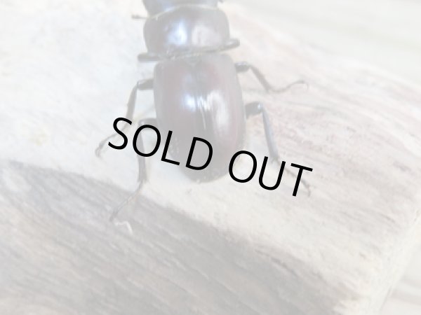 画像3: 新成虫☆WF1☆モンパオオクワ（ドルクスモンパ）♂33ミリ♀27ミリペア販売！！ (3)