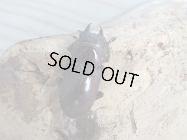 画像4: 新成虫☆WF1☆モンパオオクワ（ドルクスモンパ）♂33ミリ♀27ミリペア販売！！ (4)