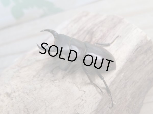 画像1: 新成虫☆WF1☆モンパオオクワ（ドルクスモンパ）♂33ミリ♀27ミリペア販売！！ (1)