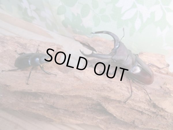 画像5: ☆新成虫☆メルキオリティスフタマタクワガタ♂74ミリ♀フリーサイズペア販売!! (5)