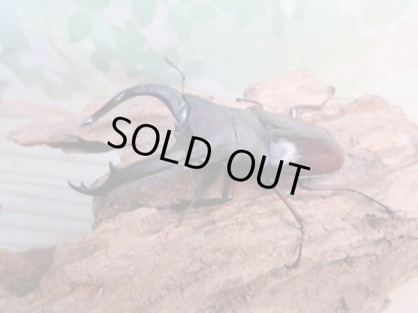 画像1: ☆新成虫☆メルキオリティスフタマタクワガタ♂74ミリ♀フリーサイズペア販売!! (1)