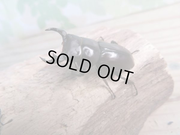 画像1: 新成虫☆WF1☆モンパオオクワ(ドルクスモンパ)♂32ミリ♀25ミリペア販売!! (1)