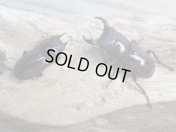 画像5: 新成虫☆WF1☆モンパオオクワ（ドルクスモンパ）♂33ミリ♀27ミリペア販売！！ (5)