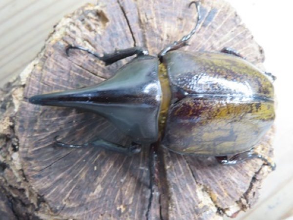 画像2: ☆新成虫☆D.H.レイディ♂82ミリ♀60ミリペア販売!! (2)