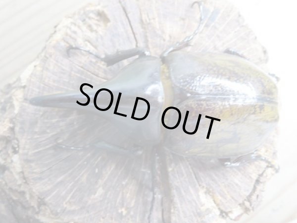 画像2: ☆新成虫☆D.H.レイディ♂82ミリ♀60ミリペア販売！！ (2)