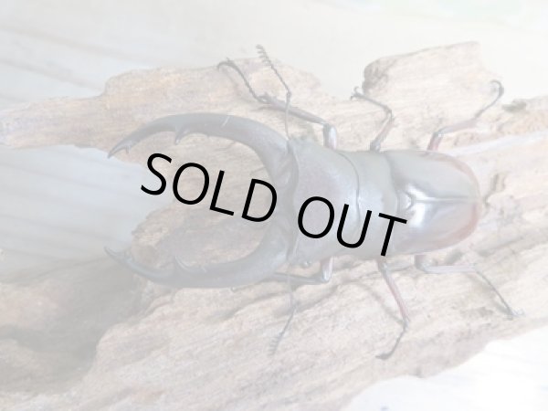 画像2: ☆新成虫☆メルキオリティスフタマタクワガタ♂74ミリ♀フリーサイズペア販売!! (2)