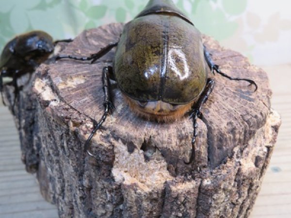 画像3: ☆新成虫☆D.H.レイディ♂82ミリ♀60ミリペア販売!! (3)