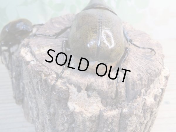 画像3: ☆新成虫☆D.H.レイディ♂82ミリ♀60ミリペア販売！！ (3)