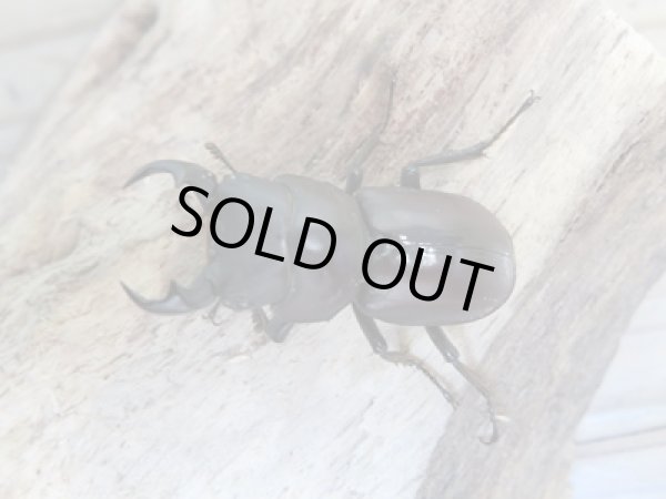 画像2: 新成虫☆WF1☆モンパオオクワ（ドルクスモンパ）♂33ミリ♀27ミリペア販売！！ (2)