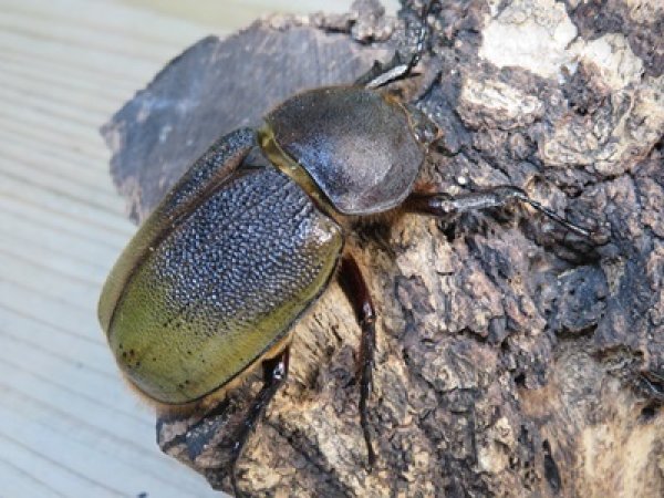 画像4: ☆新成虫☆D.H.レイディ♂82ミリ♀60ミリペア販売!! (4)