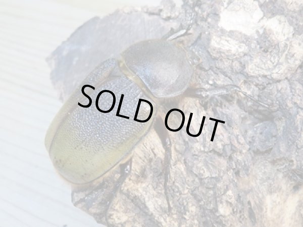 画像4: ☆新成虫☆D.H.レイディ♂82ミリ♀60ミリペア販売！！ (4)