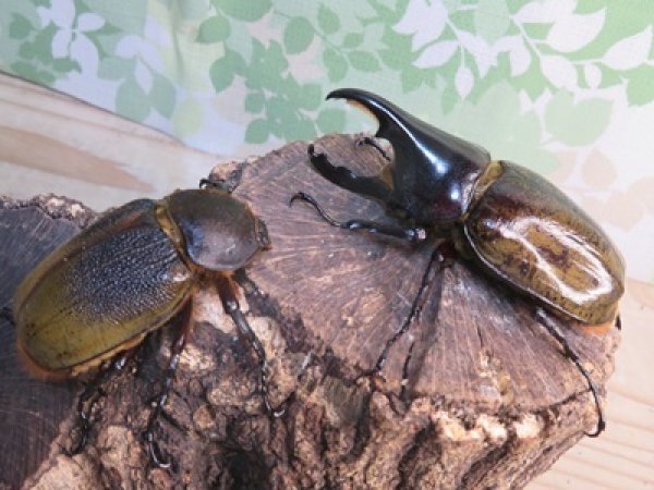画像5: ☆新成虫☆D.H.レイディ♂82ミリ♀60ミリペア販売!! (5)