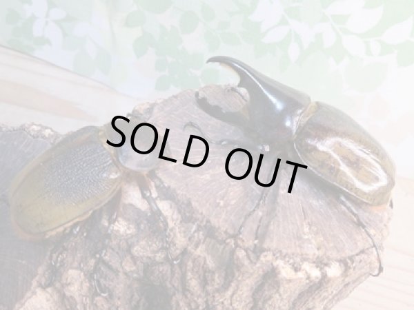 画像5: ☆新成虫☆D.H.レイディ♂82ミリ♀60ミリペア販売！！ (5)