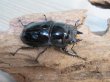 画像4: 新成虫☆レギウスオオツヤクワガタ(RR血統)♂77ミリ♀47ミリペア販売!! (4)
