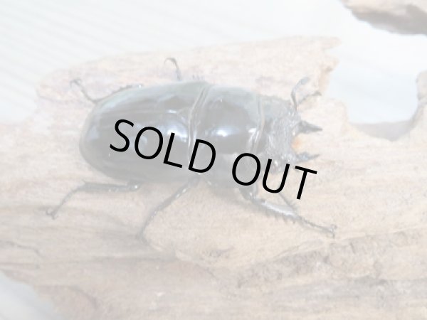 画像4: 新成虫☆レギウスオオツヤクワガタ(RR血統)♂77ミリ♀47ミリペア販売!! (4)