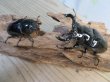 画像5: 新成虫☆タランドゥスオオツヤクワガタ♂75ミリ♀52ミリペア販売!! (5)