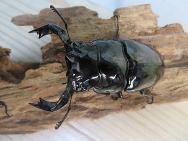 画像2: 新成虫☆タランドゥスオオツヤクワガタ♂75ミリ♀52ミリペア販売!! (2)