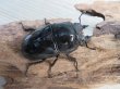 画像4: 新成虫☆タランドゥスオオツヤクワガタ♂75ミリ♀52ミリペア販売!! (4)