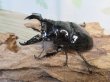 画像1: 新成虫☆レギウスオオツヤクワガタ(RR血統)♂77ミリ♀47ミリペア販売!! (1)