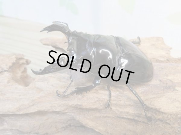 画像1: 新成虫☆レギウスオオツヤクワガタ(RR血統)♂77ミリ♀47ミリペア販売!! (1)