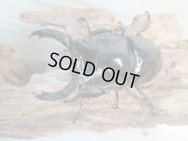 画像2: 新成虫☆レギウスオオツヤクワガタ(RR血統)♂77ミリ♀47ミリペア販売!! (2)