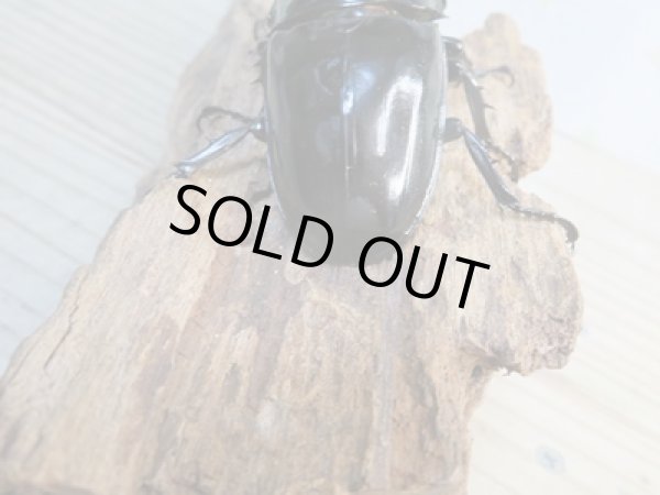 画像3: 新成虫☆レギウスオオツヤクワガタ(RR血統)♂77ミリ♀47ミリペア販売!! (3)