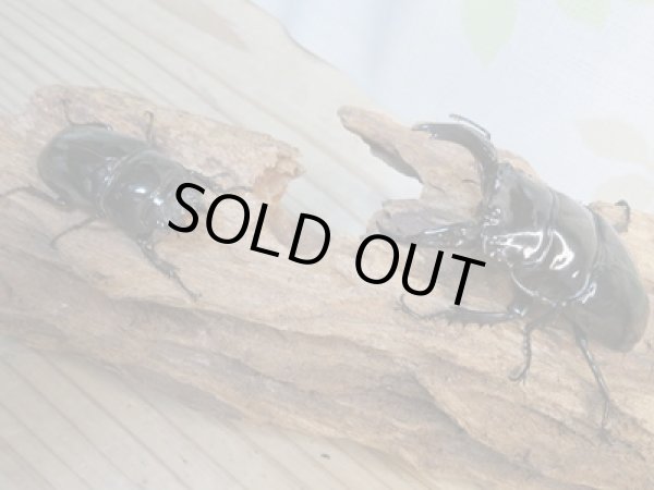 画像5: 新成虫☆レギウスオオツヤクワガタ(RR血統)♂77ミリ♀47ミリペア販売!! (5)