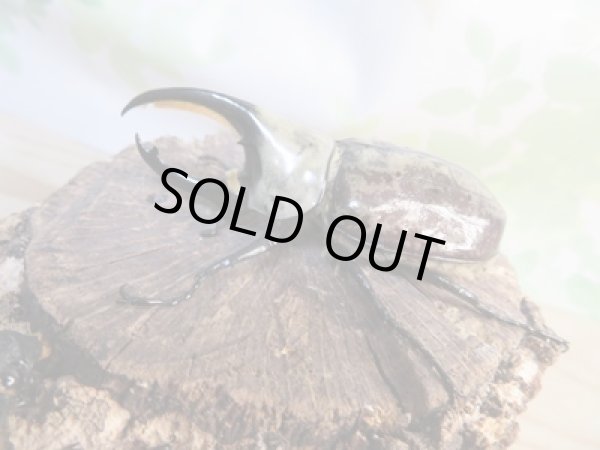 画像1: ☆新成虫☆グラントシロカブト♂72ミリ♀50ミリペア販売!! (1)