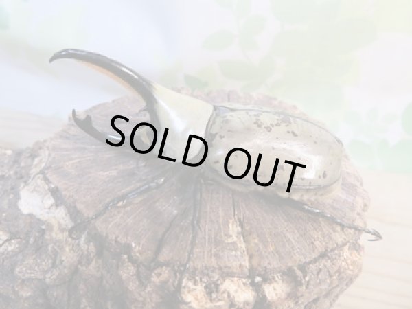 画像1: ☆大型新成虫☆グラントシロカブト♂75ミリ♀50ミリペア販売!! (1)