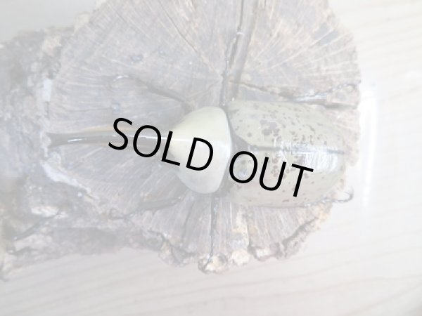 画像2: ☆大型新成虫☆グラントシロカブト♂75ミリ♀50ミリペア販売!! (2)